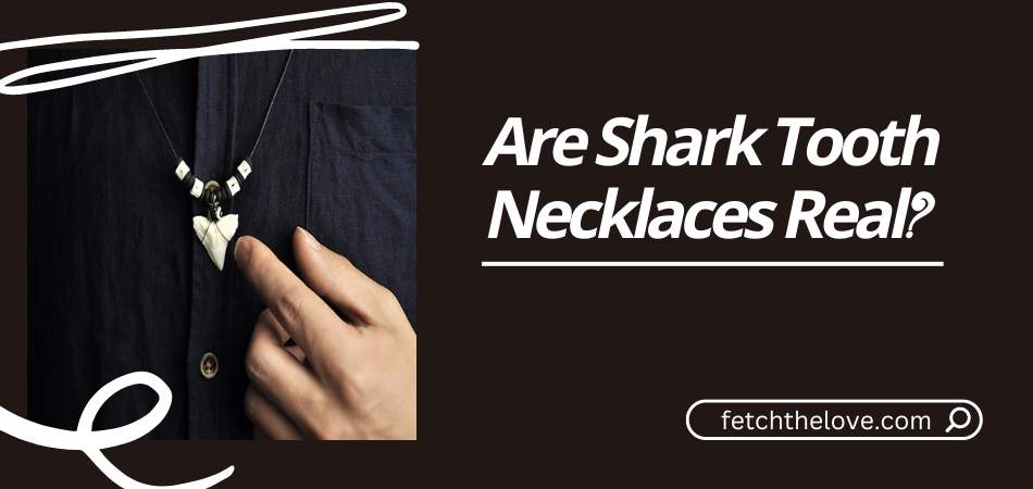 Are Shark Tooth Necklaces Real?