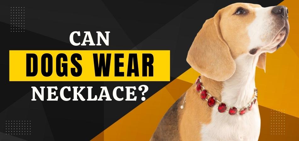 Can Dogs Wear Necklaces?